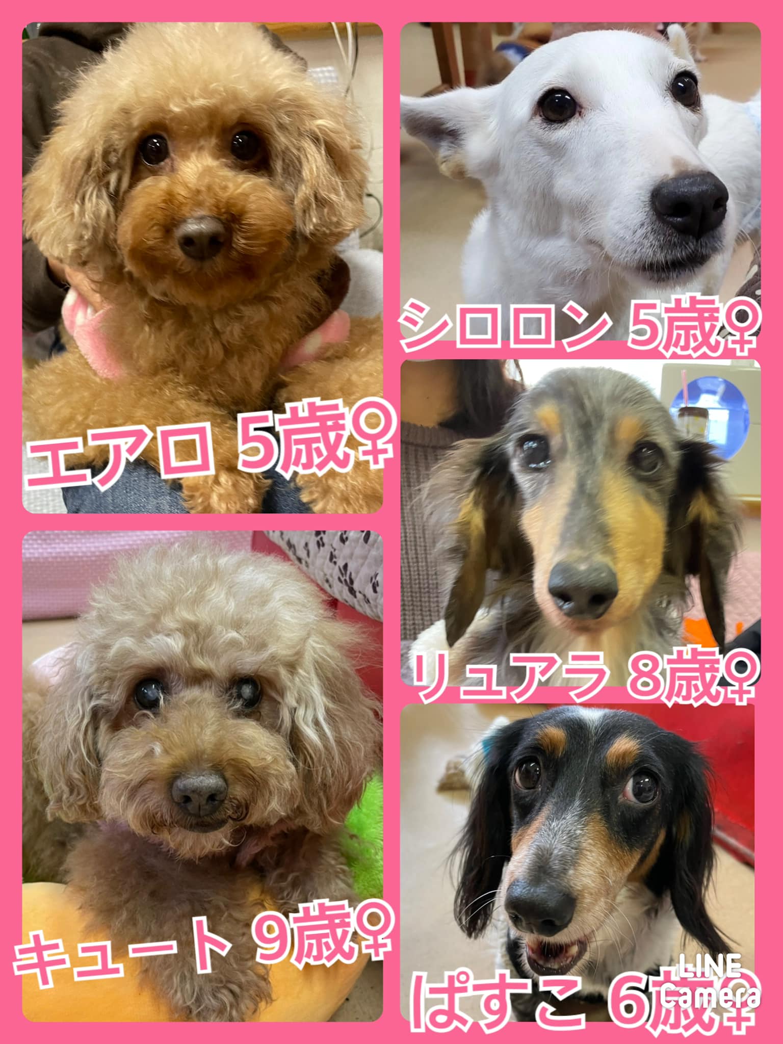 🐾今日の里親様募集中ワンコ🐶メンバーです🐾2022,1,31【保護犬カフェ天神橋店】